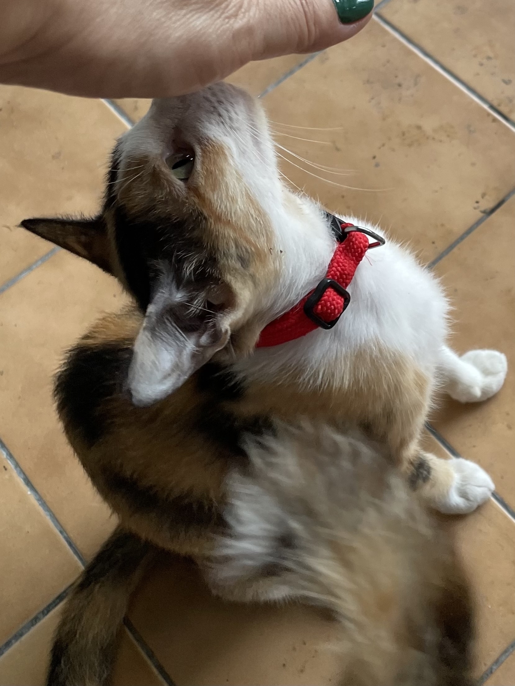 Arvi gets the red collar.
