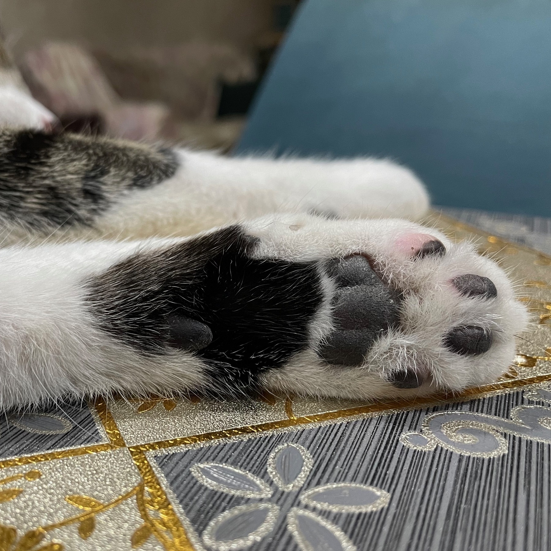 the underside of a cat's paw showing black "beans"