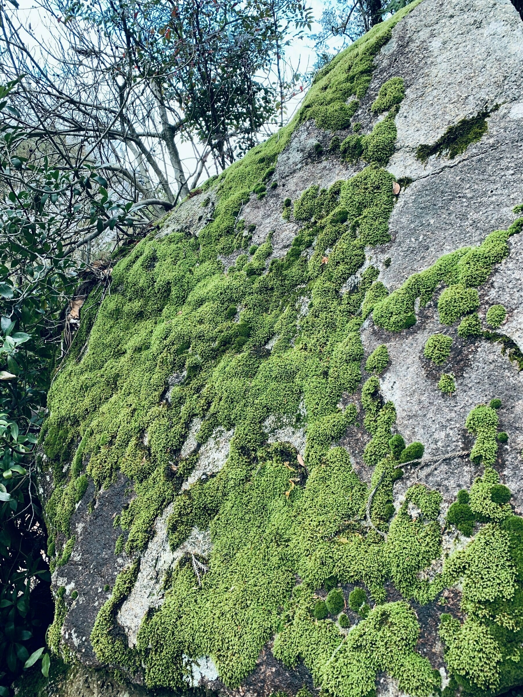 Moss grows on the side of the big boulder.