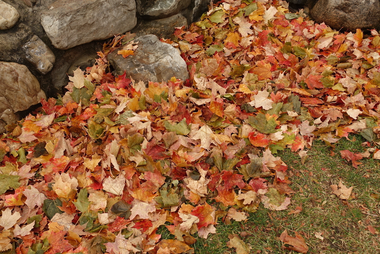 Fallen maple leaves in the park