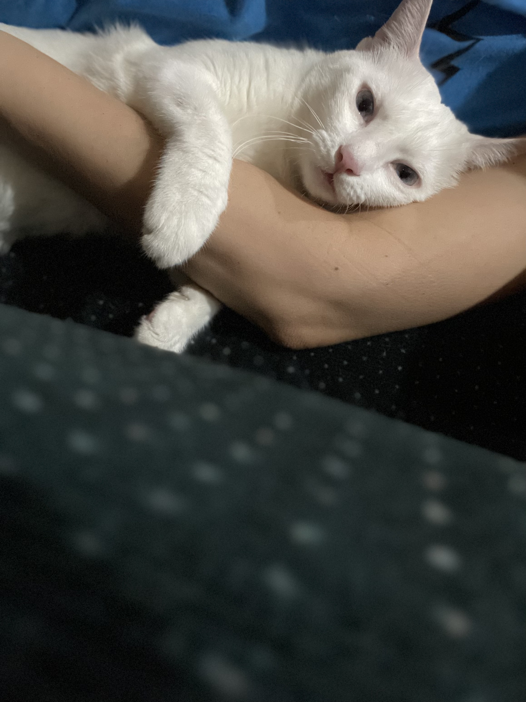 My beloved white cat hugging my arm seconds before she fell asleep