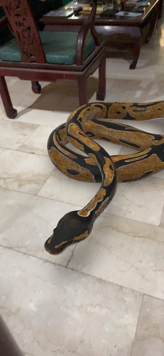 A 3-D image of a python slithering on the living room floor