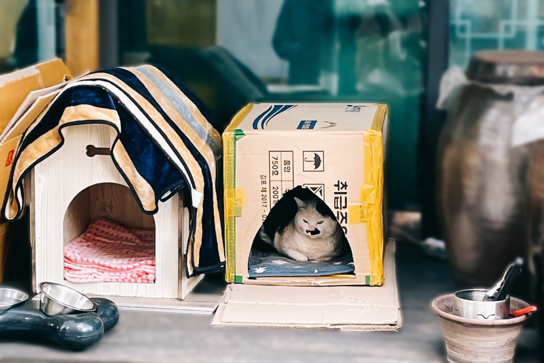 A restaurant pet cat rests inside his(?) box