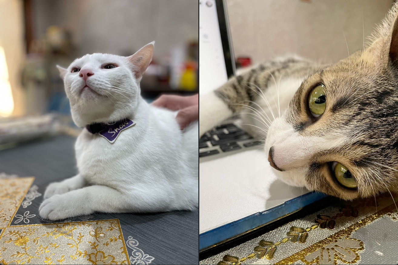 two pet cats, white on the left, gray white on the right