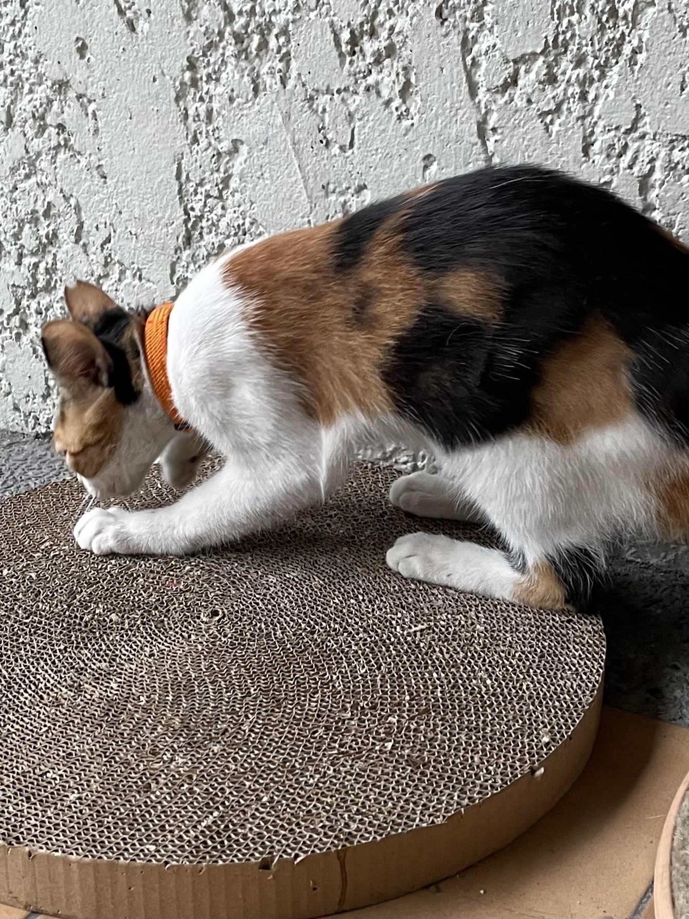 Cali wears orange collar.