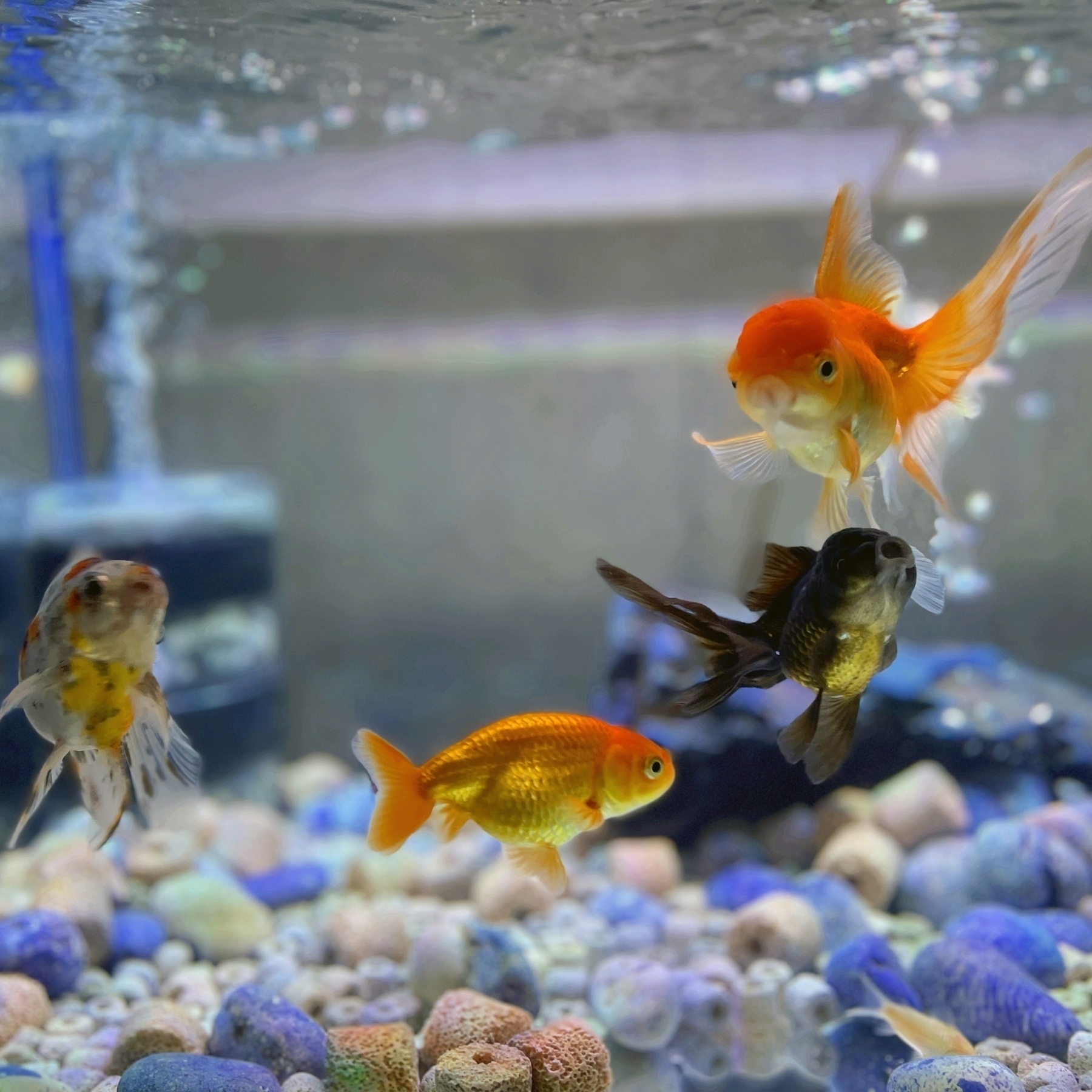 4 goldfish in a newly cleaned aquarium : a calico ryukin, a black oranda, a golden fan-tail , and a golden ranchu
