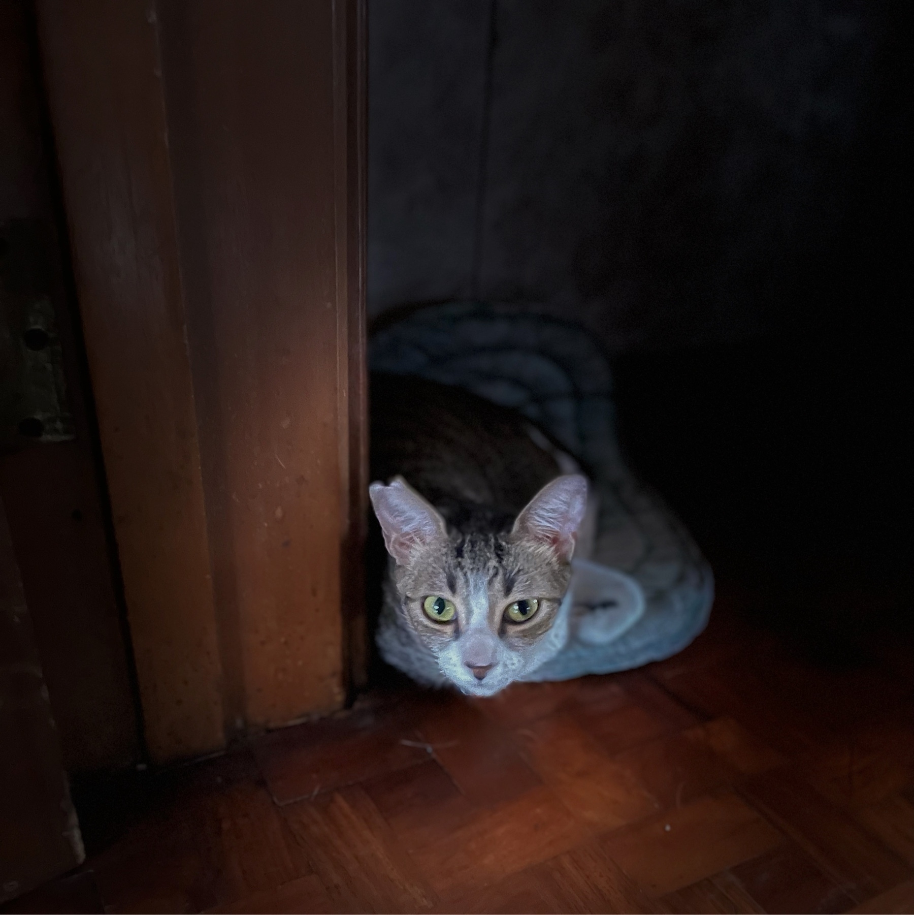 A gray and white cat looking directly at the camera .