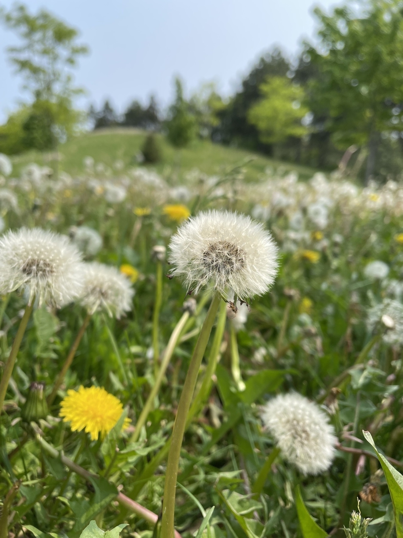 A single dandelion in a field of many