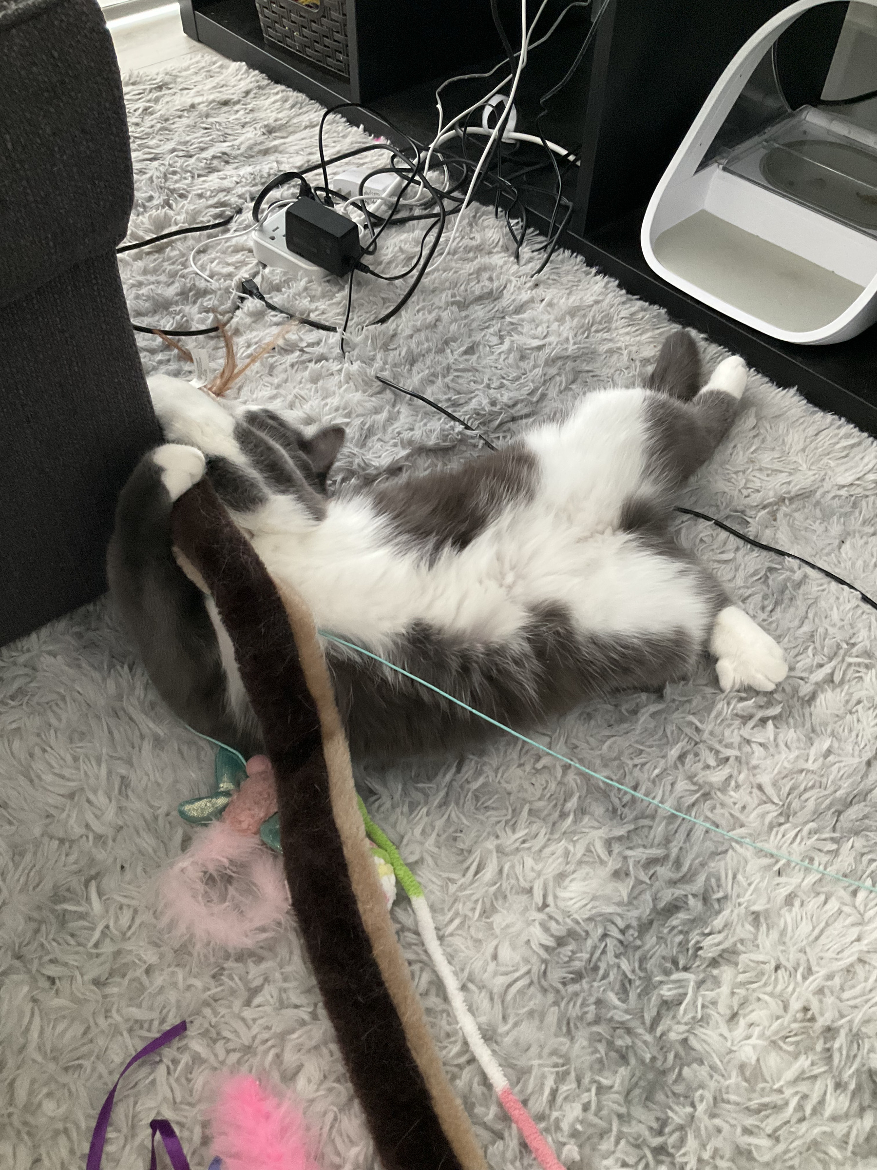A chubby gray and white cat splayed out on the rug, trying her best to play with all her toys at the same time