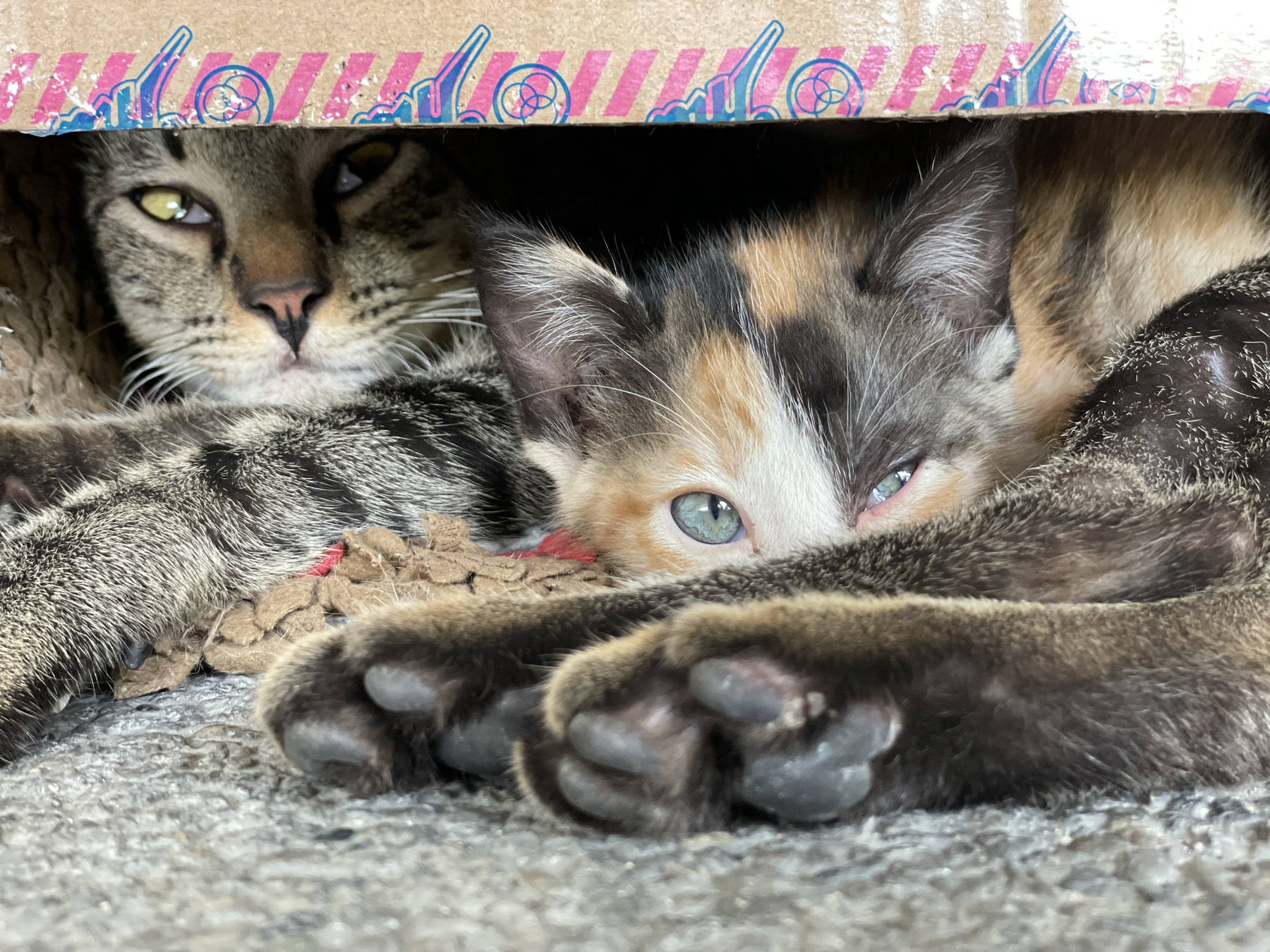 Two cats in a carton box, a bigger tom and a smaller calico.
