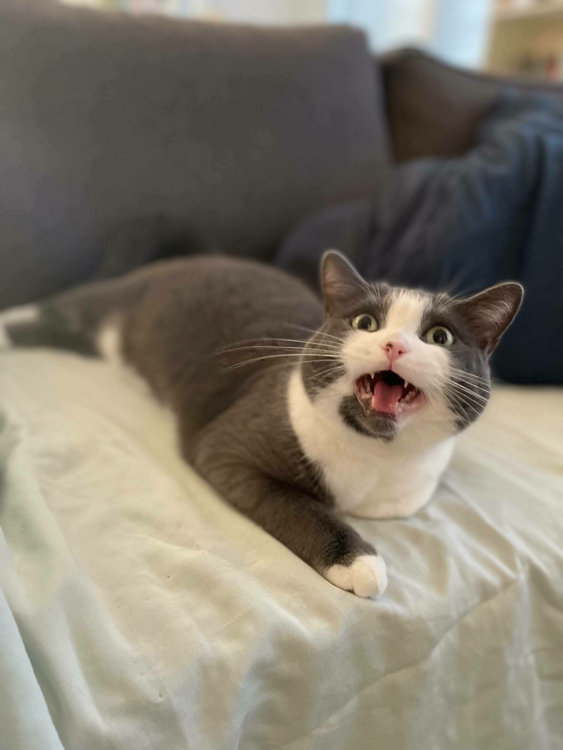 a chubby gray and white cat with her mouth open looking at the camera
