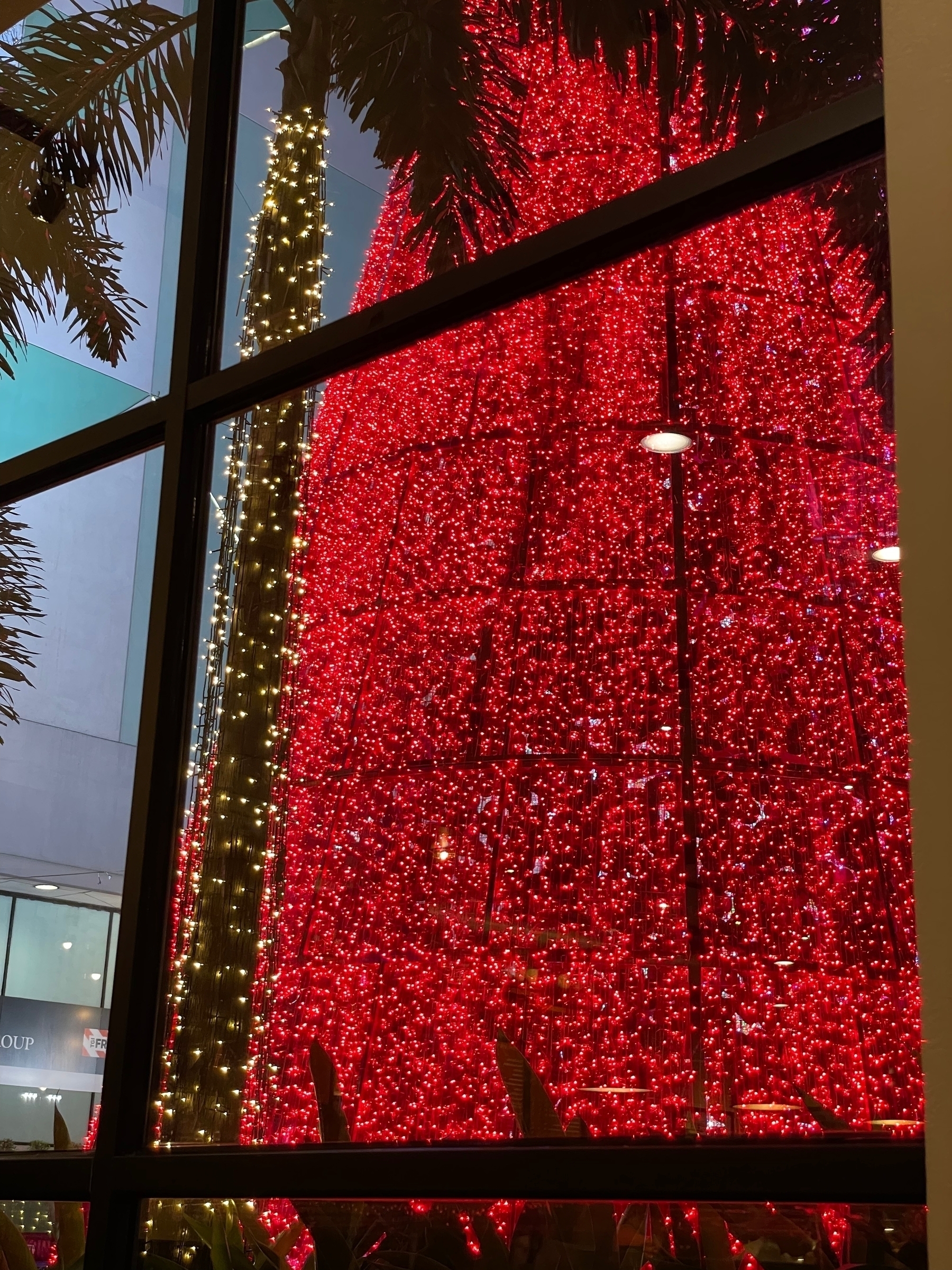a huge brightly lit Christmas tree stands beside a local Starbucks
