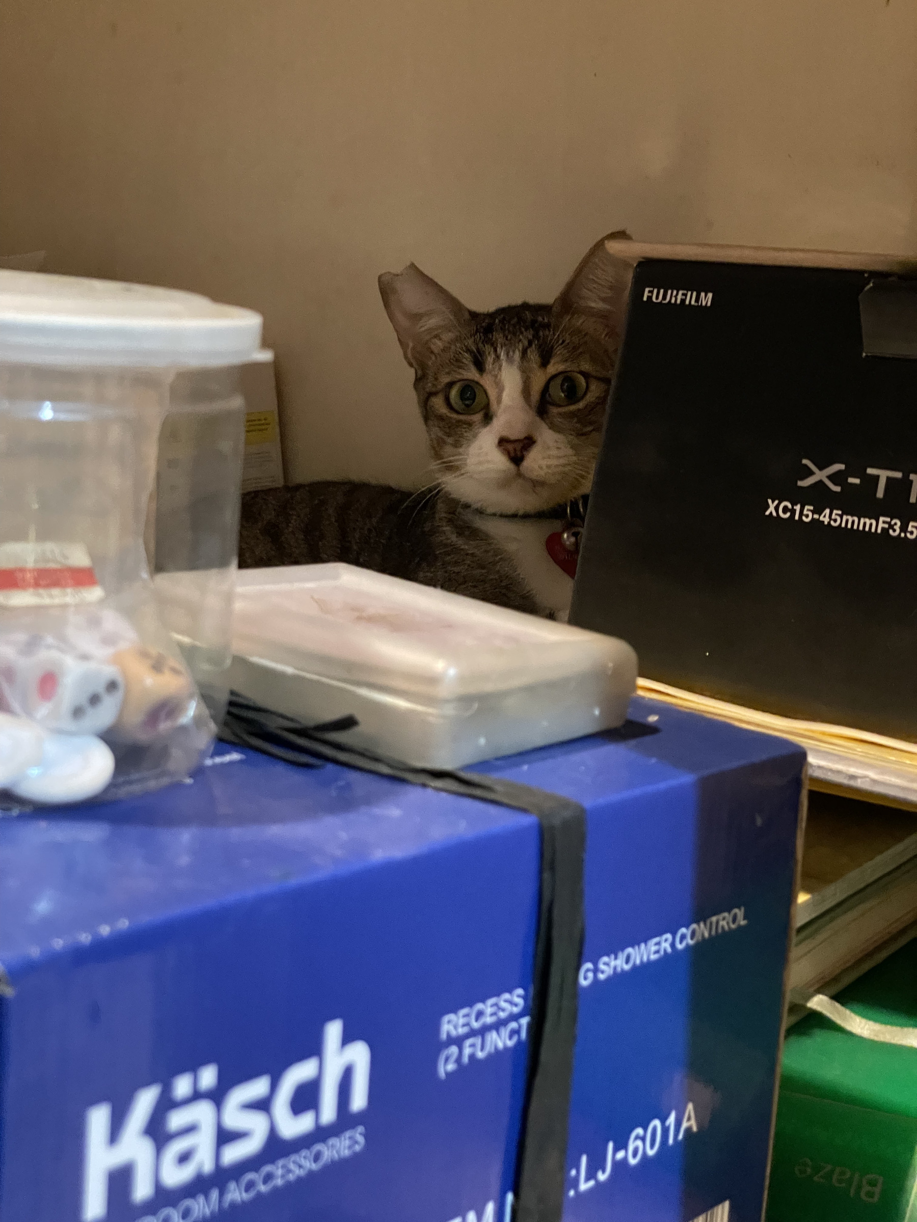 Gray and white cat peeking out from behind boxes and looking straight at the camera