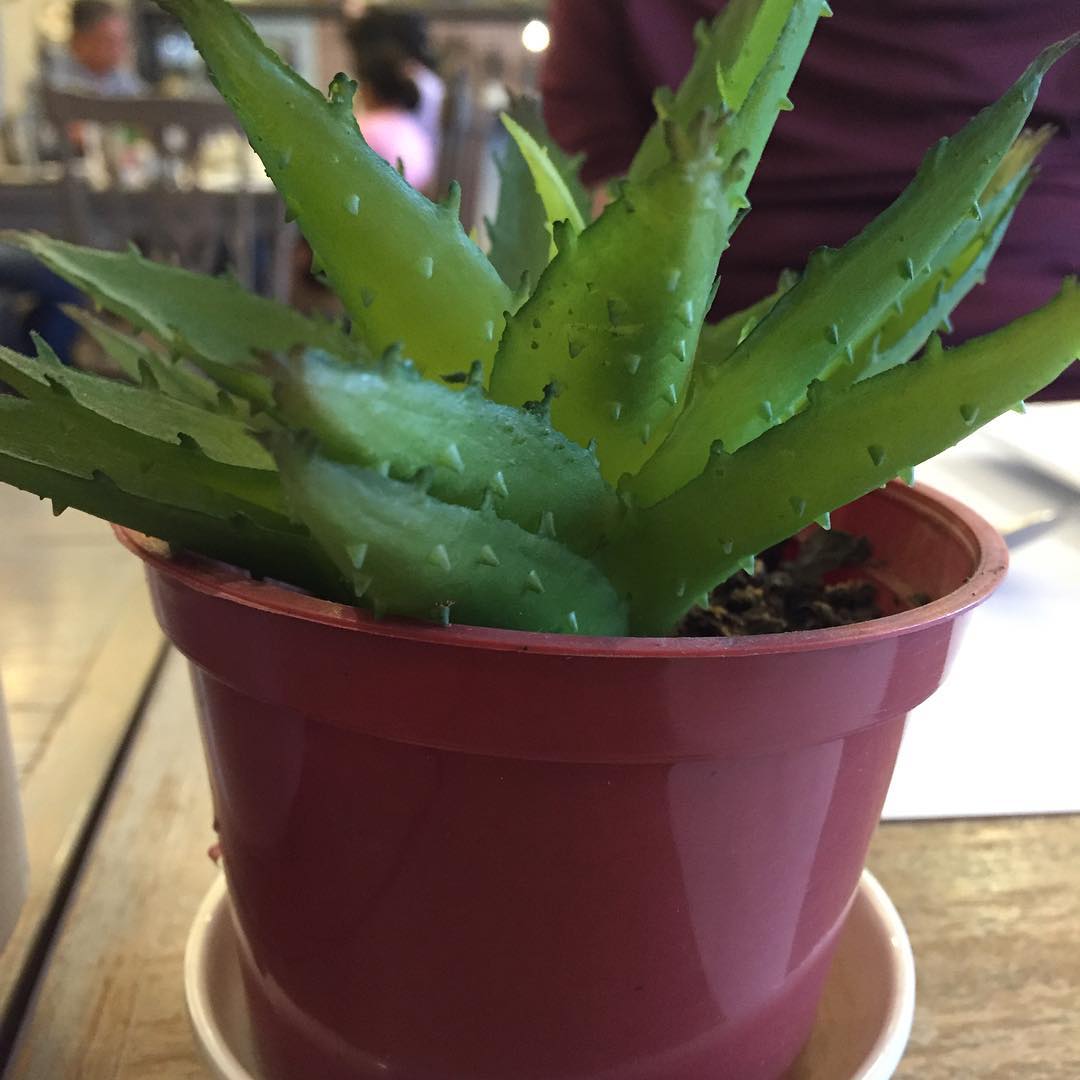 Healthy aloe vera plant in a pot