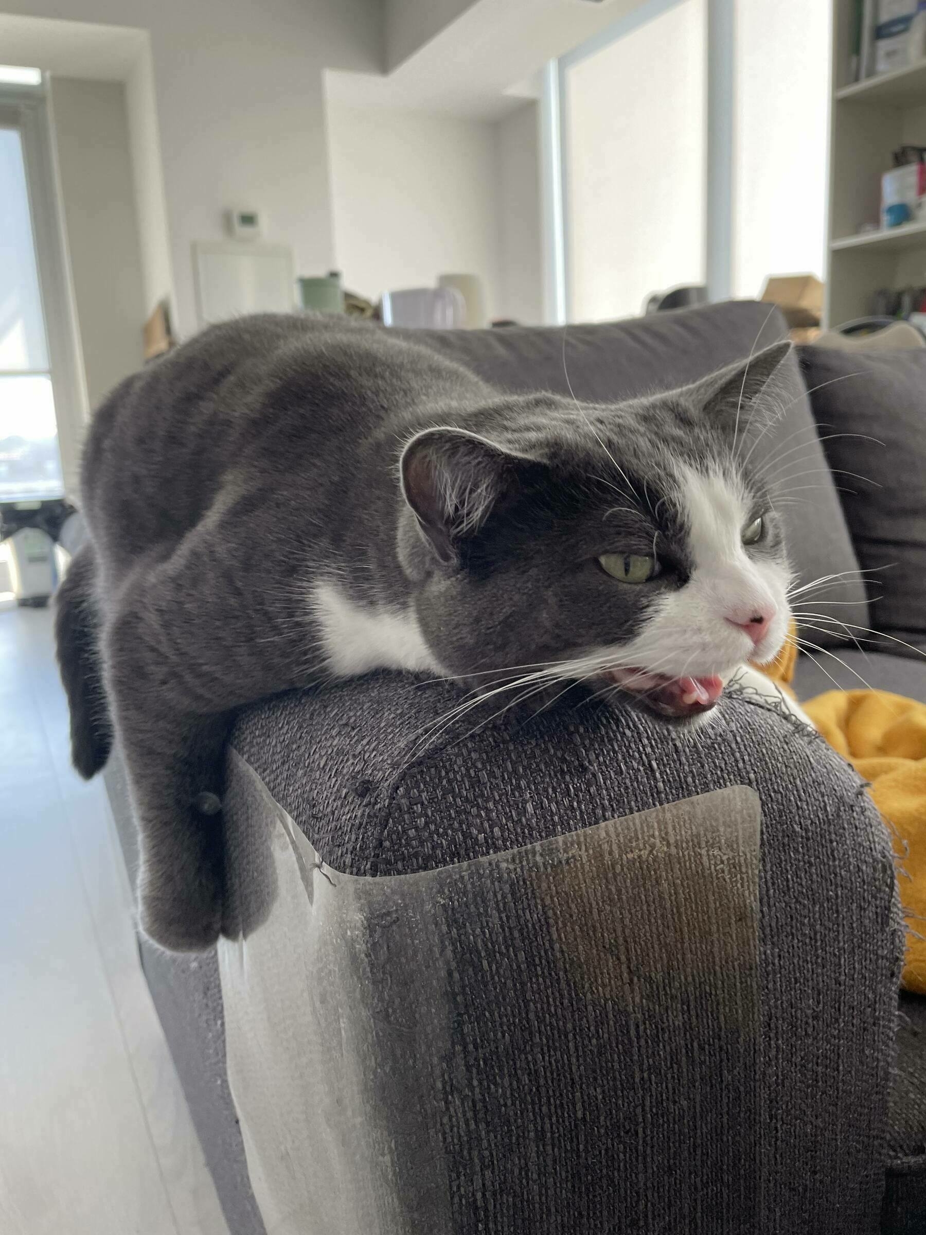 A dark grey cat hangs on the arm of the couch