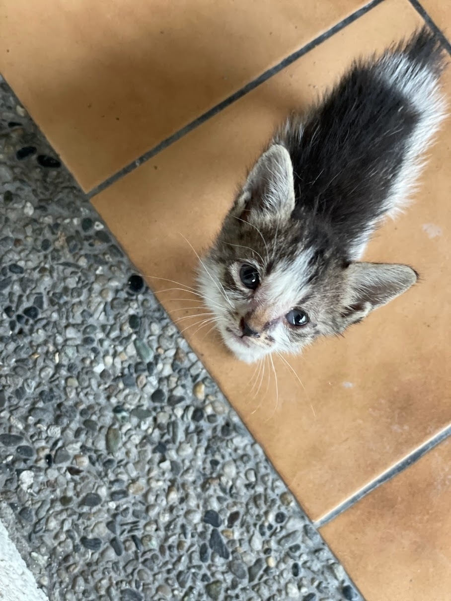 A month-old gray and white kitten looking straight at the camera